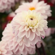 Espacio Dahlia Knöl