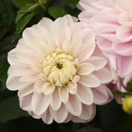 Espacio Dahlia Knöl
