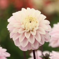 Espacio Dahlia Knöl