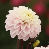 Espacio Dahlia Knöl