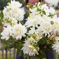 Eternal Snow Dahlia Knöl