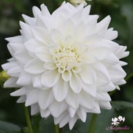 Eternal Snow Dahlia Knöl