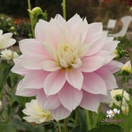 Evanah Dahlia Tuber