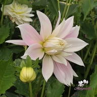 Evanah Dahlia Tuber