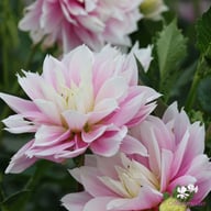 Evanah Dahlia Tuber