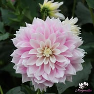 Evanah Dahlia Tuber