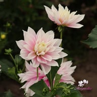 Evanah Dahlia Tuber