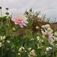 Evanah Dahlia Tuber