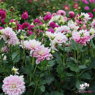 Evanah Dahlia Tuber
