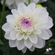 Eveline Dahlia Tuber