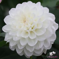 Eveline Dahlia Tuber