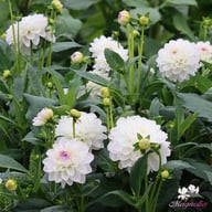 Eveline Dahlia Tuber