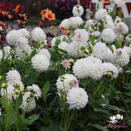 Eveline Dahlia Tuber