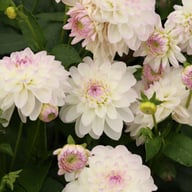 Eveline Dahlia Tuber
