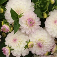 Eveline Dahlia Tuber