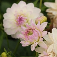 Eveline Dahlia Tuber