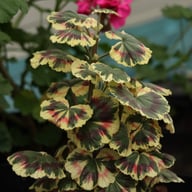 Excalibur Pelargonium Cutting