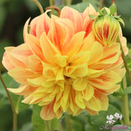Explosion Dahlia Tuber