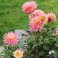 Extase Dahlia Knöl