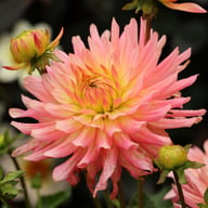 Extase Dahlia Tuber