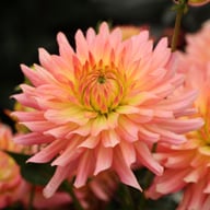 Extase Dahlia Tuber