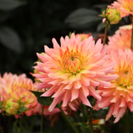 Extase Dahlia Tuber