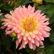 Extase Dahlia Tuber