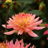 Extase Dahlia Tuber