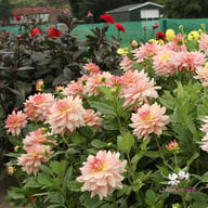 Fairway Pilot Dahlia Tuber