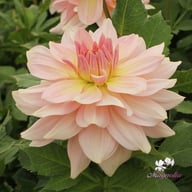 Fairway Pilot Dahlia Tuber