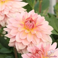 Fairway Pilot Dahlia Tuber
