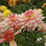 Fairway Pilot Dahlia Tuber