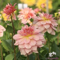 Fairway Pilot Dahlia Tuber