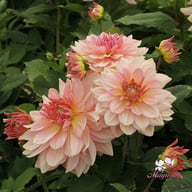 Fairway Pilot Dahlia Tuber