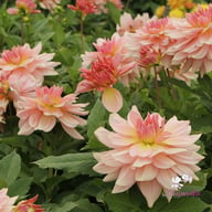 Fairway Pilot Dahlia Tuber