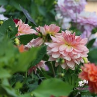 Fairway Pilot Dahlia Tuber