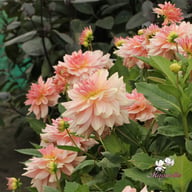 Fairway Pilot Dahlia Tuber