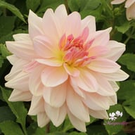 Fairway Pilot Dahlia Tuber