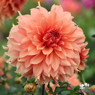 Fairway Spur Dahlia Tuber