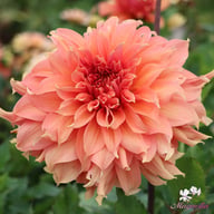 Fairway Spur Dahlia Tuber