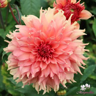 Fairway Spur Dahlia Tuber
