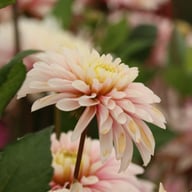 Fairy Idylle Dahlia Knöl