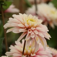 Fairy Idylle Dahlia Knöl