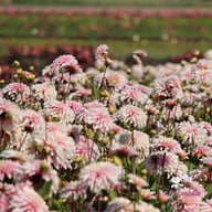Fairy Idylle Dahlia Tuber