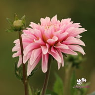 Fairy Idylle Dahlia Tuber