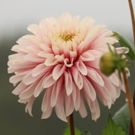 Fairy Idylle Dahlia Knöl