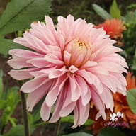 Fairy Idylle Dahlia Tuber