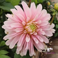 Fairy Idylle Dahlia Tuber