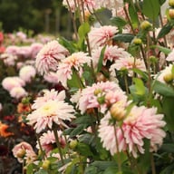 Fairy Idylle Dahlia Knöl