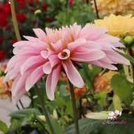 Fairy Idylle Dahlia Tuber